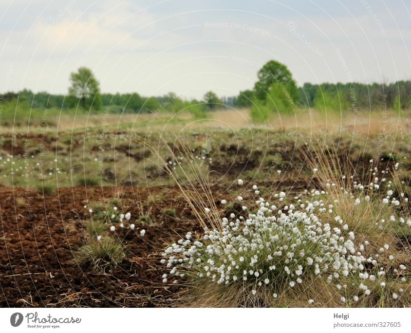 Helgiland | Frühling im Moor Umwelt Natur Landschaft Pflanze Himmel Schönes Wetter Baum Gras Blüte Wildpflanze Wolken Sumpf Blühend Wachstum authentisch einfach