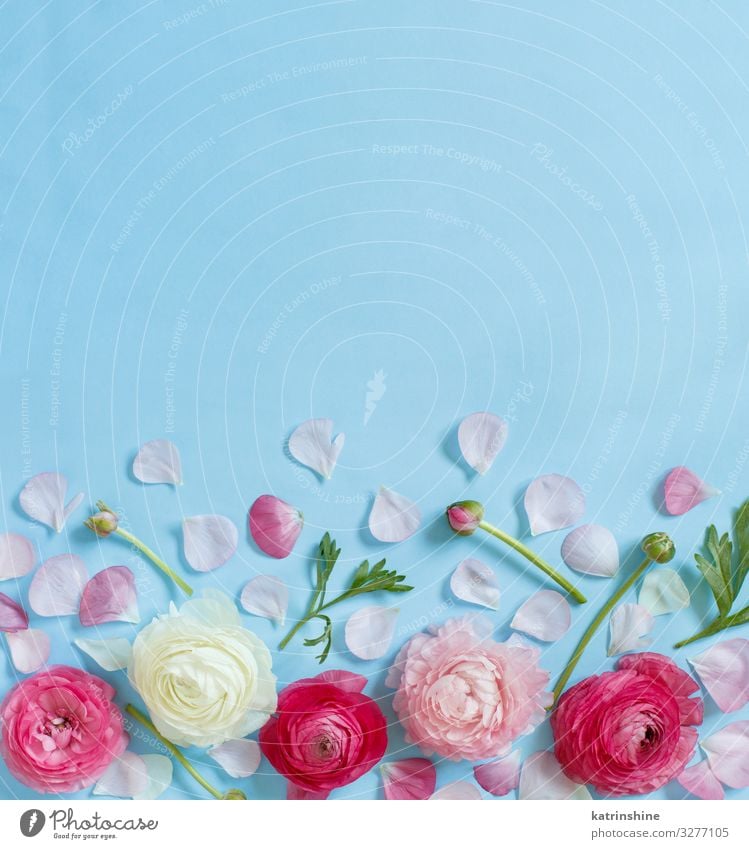 Rosa Blumen auf hellblauem Hintergrund Design Dekoration & Verzierung Hochzeit Frau Erwachsene Mutter Rose oben rosa Kreativität romantisch hell-blau