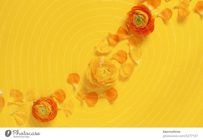 Gelbe Blumen und Blütenblätter auf gelbem Hintergrund Design Dekoration & Verzierung Hochzeit Frau Erwachsene Mutter Rose hell Kreativität romantisch orange