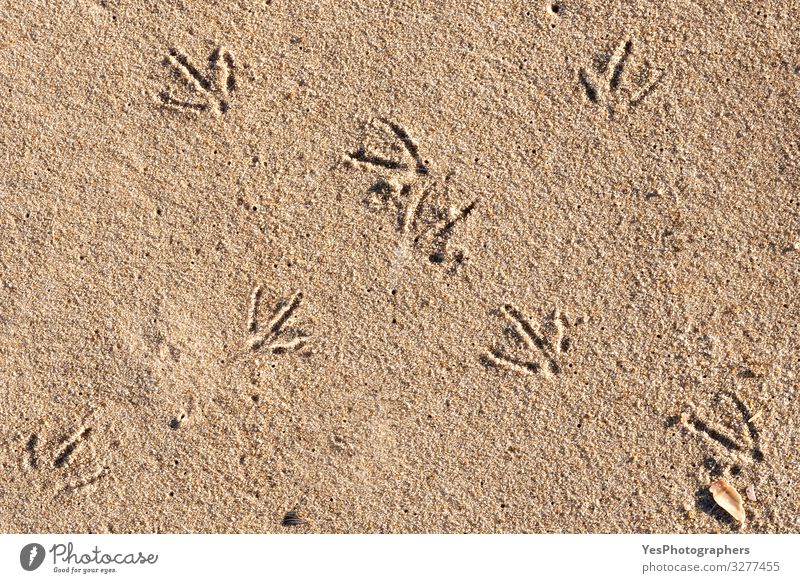 Vogelfußabdrücke auf Sand an einem sonnigen Tag. Strandtag und Vogelspuren Ferien & Urlaub & Reisen Sommer Sommerurlaub Klimawandel Schönes Wetter Nordsee