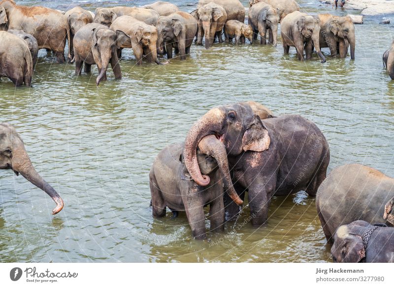 Elefanten im Fluss in Pinnawella Freude Urwald Liebe Umarmen Maha Oya Waisenhaus Pinnewalla Sri Lanka Tiere Asien asiatisch Dickhäuter pinnavela pinnawala