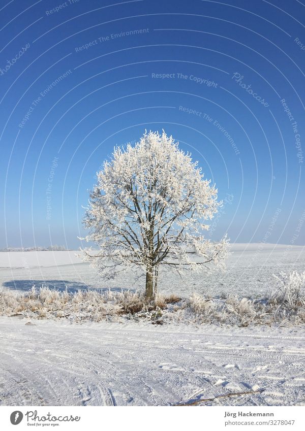 Baum in Raureif Winter Schnee Landschaft Himmel Wetter blau weiß kalt Frankenhausen Eis schlecht Feld Frost Deutschland ländlich Jahreszeiten