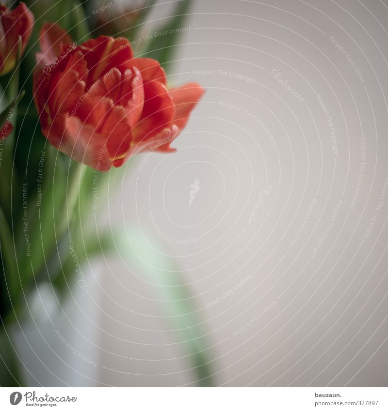 ne tulpe. Lifestyle elegant Häusliches Leben Dekoration & Verzierung Valentinstag Muttertag Frühling Tulpe Blüte Vase Blumenstrauß Blühend Duft frisch grün rot