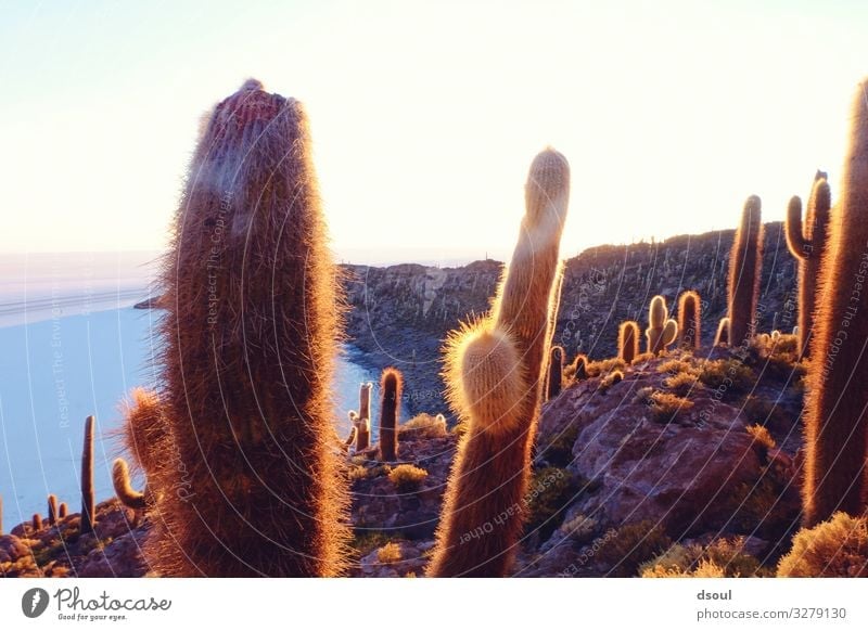 Kaktusinsel Ferien & Urlaub & Reisen Tourismus Ferne Landschaft Pflanze Insel Salzwüste Salzsee Bolivien Salar de Uyuni Farbfoto Außenaufnahme Morgen Licht