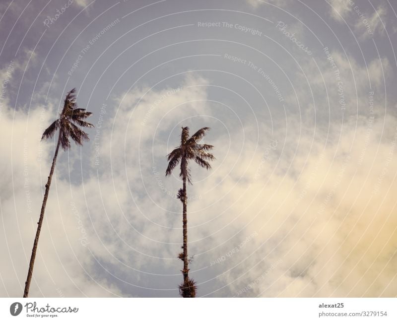 Palmen-Hintergrund mit Kopierraum exotisch schön Ferien & Urlaub & Reisen Tourismus Sommer Sonne Strand Meer Insel Natur Landschaft Pflanze Himmel Baum blau