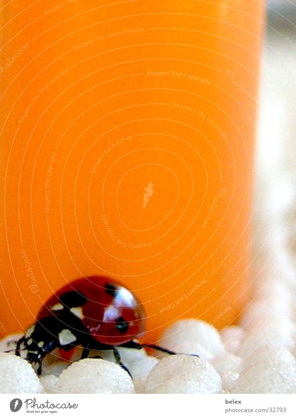 Marienkäfer Insekt Tier rot Einsamkeit Suche krabbeln Feuerzeug Käfer fliegen orange Farbe verstecken Fleck Punkt Tischwäsche