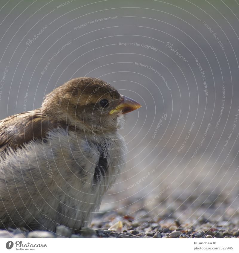 Nach dem Flugversuch Tier Wildtier Vogel Spatz Sperlingsvögel Singvögel 1 Tierjunges beobachten fliegen hören Blick sitzen frech frei klein natürlich Neugier