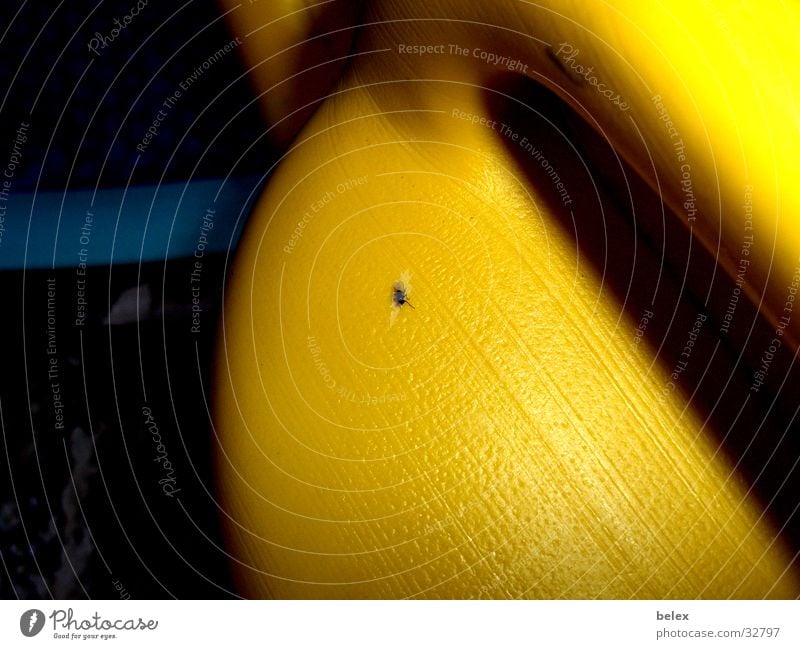 Fliegen-Gießkanne gelb schwarz Reflexion & Spiegelung Tier Insekt Makroaufnahme blau gießen Garten Kontrast Schatten