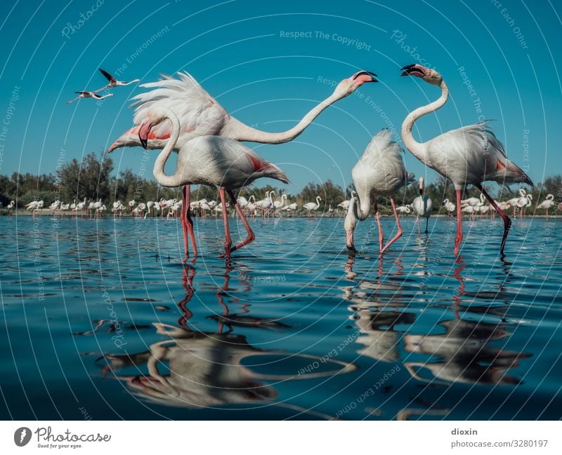Flamingo Lagoon Ferien & Urlaub & Reisen Tourismus Abenteuer Umwelt Natur Landschaft Tier Wasser Himmel Wolkenloser Himmel Sonnenlicht Schönes Wetter Küste Meer