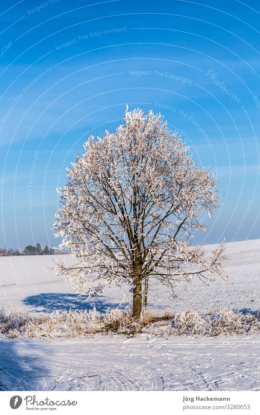 weiße, eisige Bäume in schneebedeckter Landschaft harmonisch Winter Schnee Himmel Wetter Baum alt blau Gefühle Einsamkeit Bad Frankenhausen kalt Eis Feld Frost