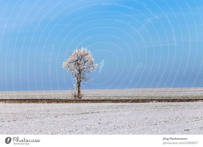 weiße, eisige Bäume in schneebedeckter Landschaft harmonisch Winter Schnee Himmel Wetter Baum Straße alt blau Gefühle Einsamkeit Bad Frankenhausen kalt Eis Feld