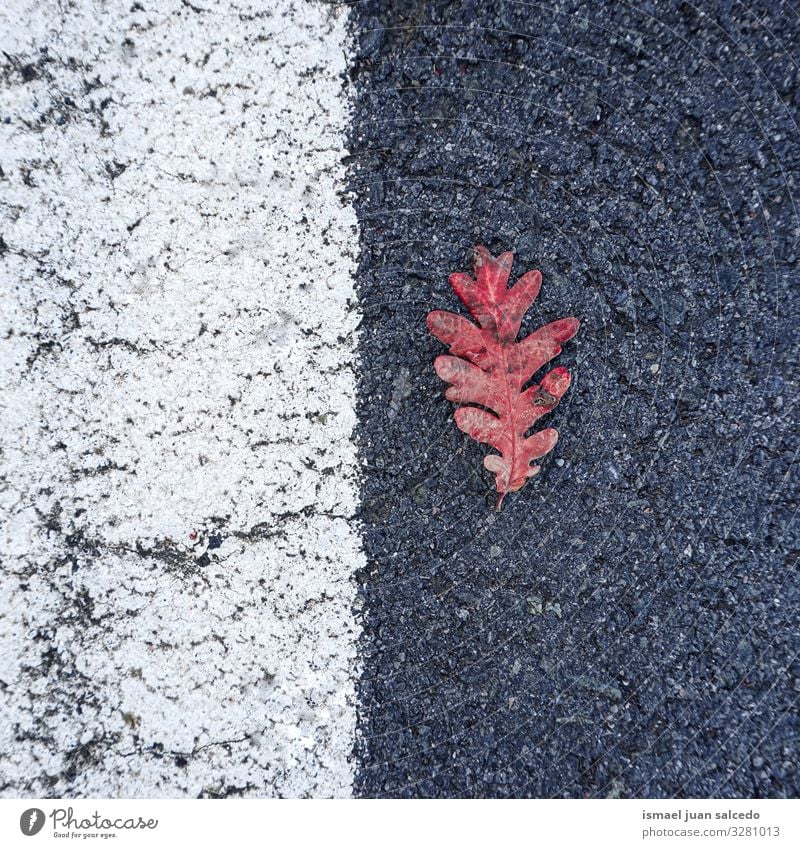 rotes Blatt auf der Straße auf der Straße Einsamkeit Isoliert (Position) Boden Natur natürlich Außenaufnahme Hintergrundbild Konsistenz zerbrechlich Herbst
