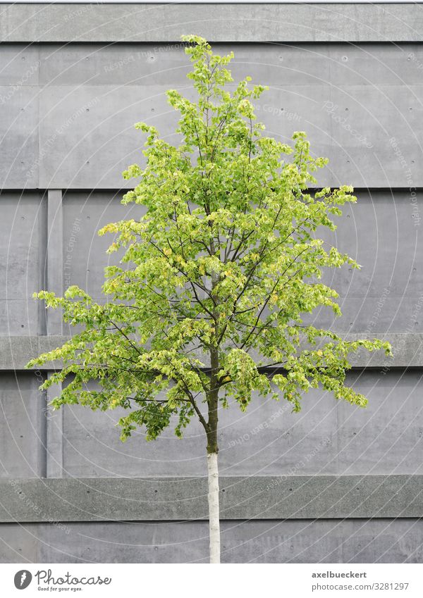 Baum vor Beton Fassade Design Umwelt Natur Pflanze Haus Gebäude Architektur Mauer Wand grau grün Betonwand Gegenteil minimalistisch modern Stadt Farbfoto