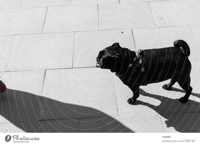 Ooh baby, wow wow! Lifestyle Gassi gehen Stadt Fußgänger Hundehalsband schwarzhaarig Tier Haustier 1 Beton Brunft Liebe Blick Kitsch verrückt trashig unten grau