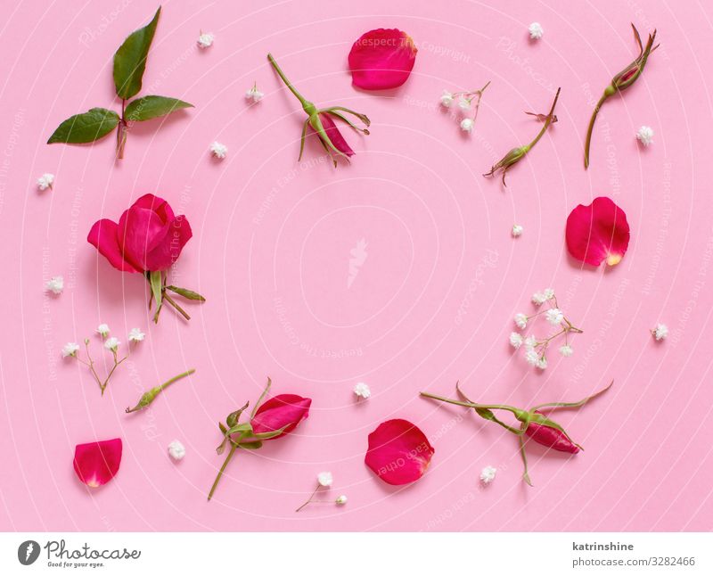 Blumen und Blütenblätter auf hellrosaem Hintergrund Design Dekoration & Verzierung Valentinstag Muttertag Hochzeit Geburtstag Frau Erwachsene Rose oben weiß