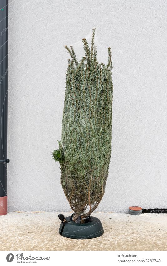 Baum im Sack Pflanze Verpackung Zeichen Religion & Glaube Tanne Netz stehen Weihnachtsbaum Weihnachten & Advent Anti-Weihnachten verschönern Farbfoto