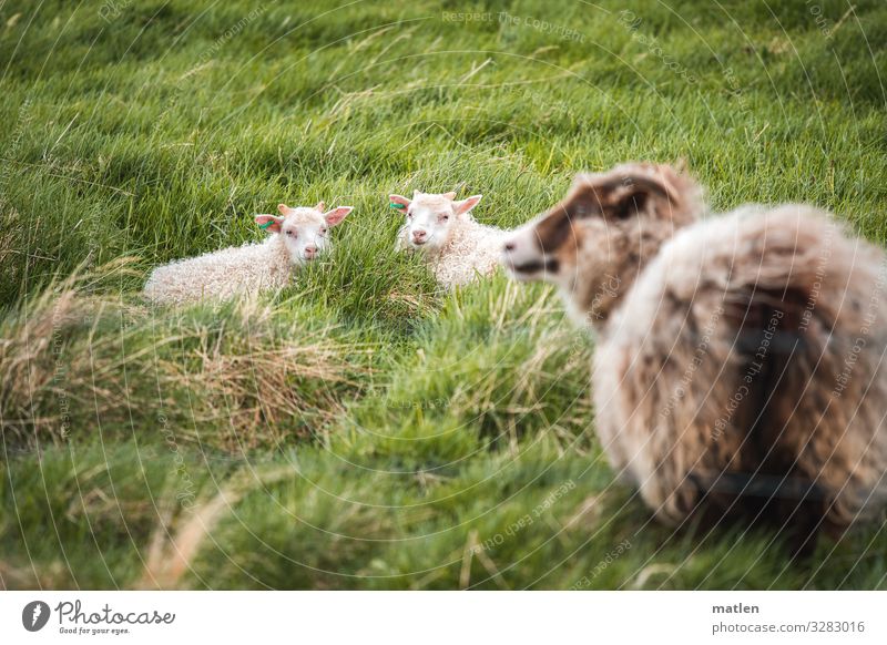 Mutterglück Tier Haustier Nutztier Fell 3 Tierjunges Tierfamilie liegen braun grün Wiese Island Schaf Blick Farbfoto Außenaufnahme Textfreiraum links