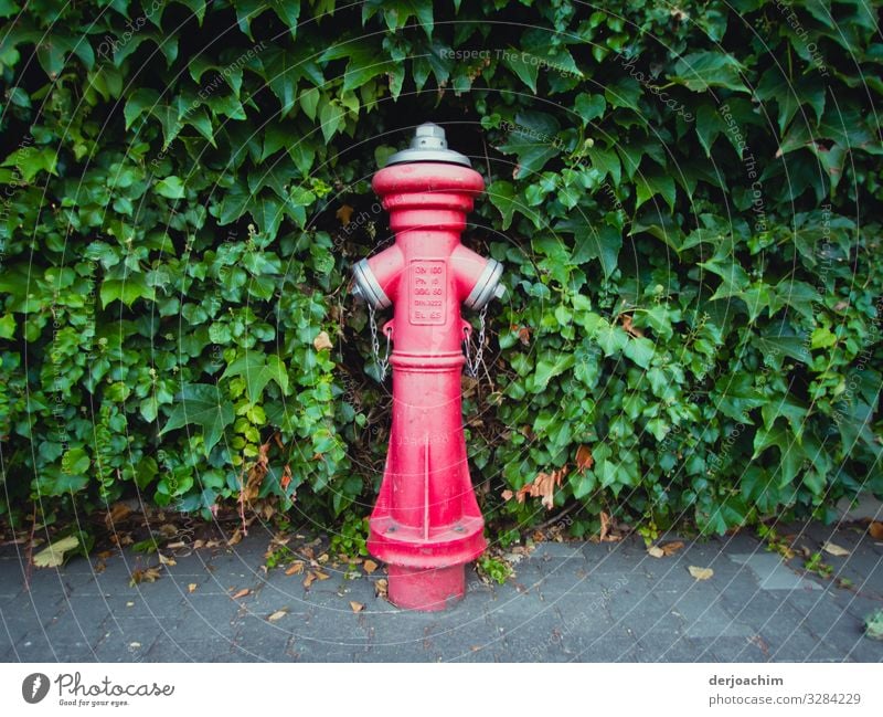 Rot trifft Grün. Ein Hydrant  auf einem Bürgersteig, in Rot. steht vor einer Grünen Hecke. Design harmonisch Sommer Umwelt Schönes Wetter Grünpflanze Straße
