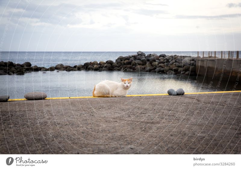 Meerkatze Himmel Wolken Küste Atlantik Haustier Katze 1 Tier Felsen Linie Erholung liegen Blick authentisch frei maritim gelb grau orange weiß Zufriedenheit