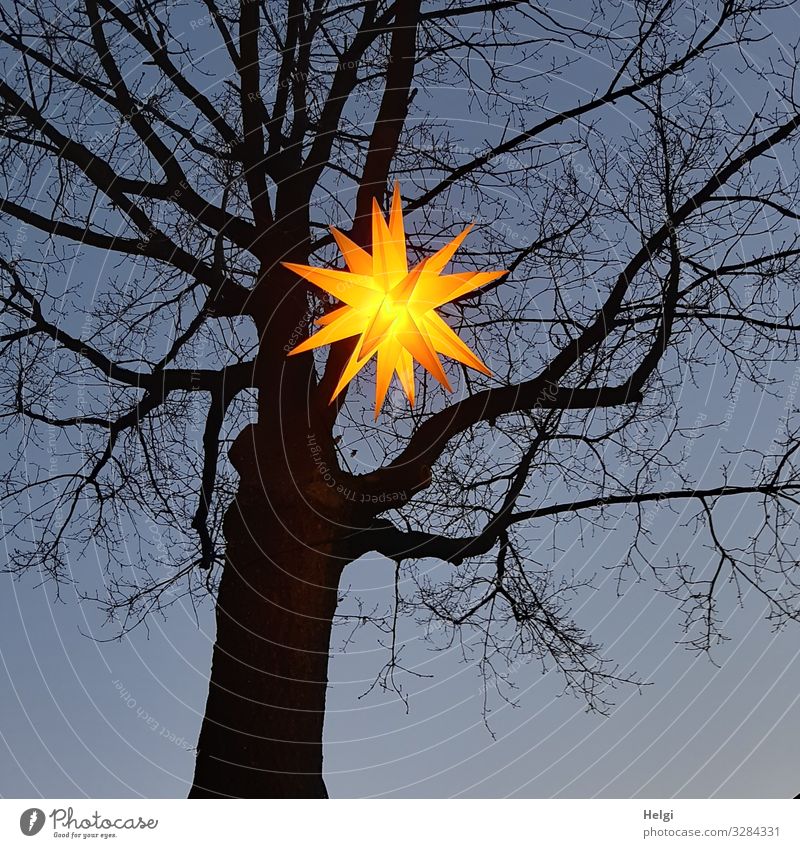 Leuchtender Stern hängt zur blauen Stunde in einem kahlen Baum Feste & Feiern Weihnachten & Advent Umwelt Natur Pflanze Wolkenloser Himmel Winter Stern (Symbol)