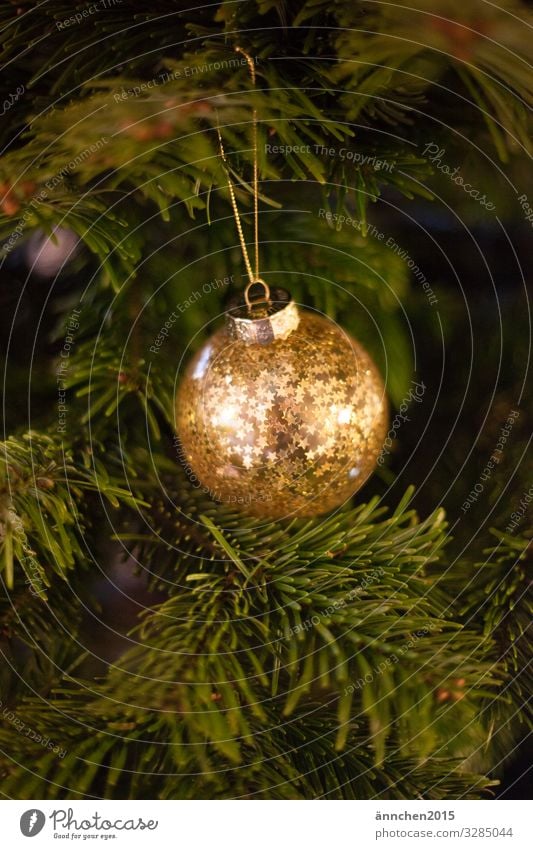 Eine goldene Weihnachtsbaumkugel mit Sternen hängt an einem grünen Tannenzweig glänzend Schmuck Jahreszeit weihnachten Fest feiern Dezember Heiligabend
