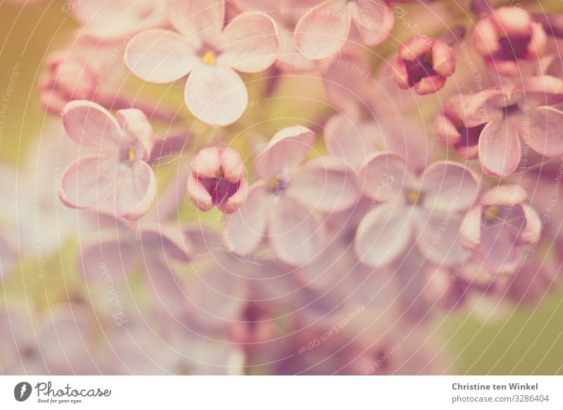 Flieder Blüten Makroaufnahme rosa violett Fliederblüte Natur blühend Frühling Muttertag Fliederblüten Fliedermakro Pflanze Sträucher Schwache Tiefenschärfe