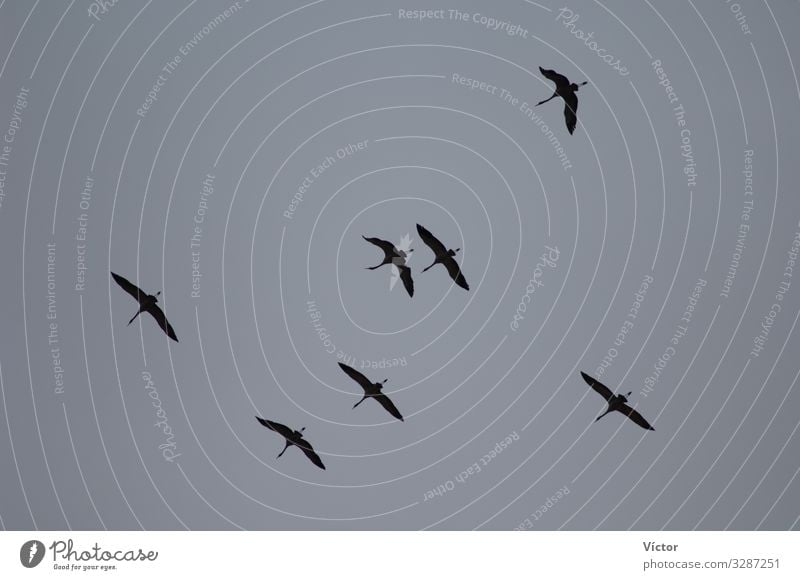 Kraniche (Grus grus) im Flug. Naturschutzgebiet der Lagune von Gallocanta. Aragonien. Spanien. Tier Himmel Vogel fliegen natürlich wild Tiere aragonisch