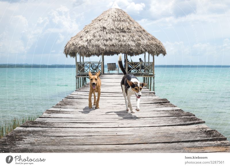 Two dogs running from a wooden pier, El Remate, Peten, Guatemala Erholung Ferien & Urlaub & Reisen Abenteuer Ferne Freiheit Sommer Sonne Mensch