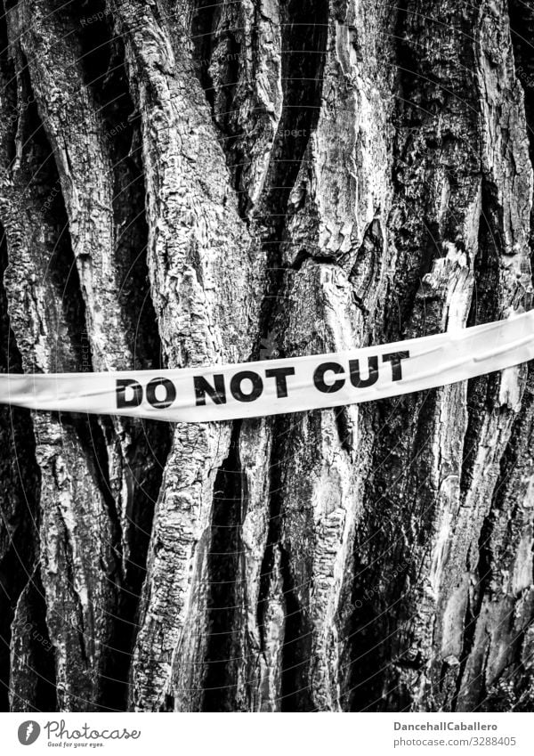 Baumstamm mit Schriftzug nicht fällen Holz Pflanze Baumrinde Abholzung Umwelt Wald Natur Verantwortung ignorant Schutz Klima Wandel & Veränderung Klimaschutz