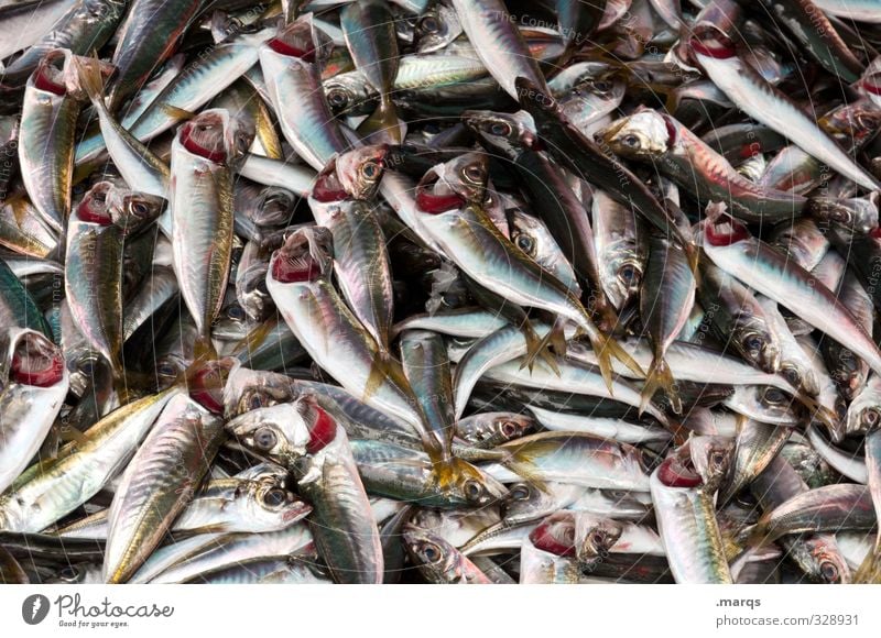 Fische Lebensmittel Ernährung Bioprodukte liegen viele Marktstand Mittagessen frisch Tier Nutztier Fischereiwirtschaft Haufen Qualität nass Übelriechend