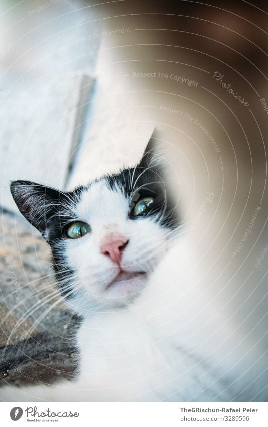 Katze Tier 1 Aggression schwarz weiß Hauskatze Pfote Auge Schnauze Ohr haarig Fell Spielen wehren not amused Außenaufnahme Textfreiraum rechts
