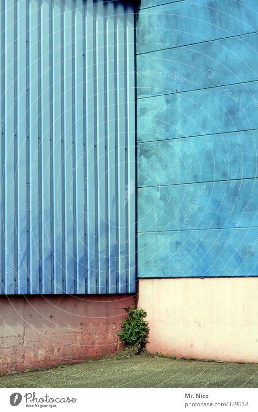 hoffnungsvoll Umwelt Pflanze Gebäude Architektur Mauer Wand Fassade blau türkis Unkraut Ecke Jungpflanze Industriegelände Hoffnung Wachstum Hinterhof Stadt