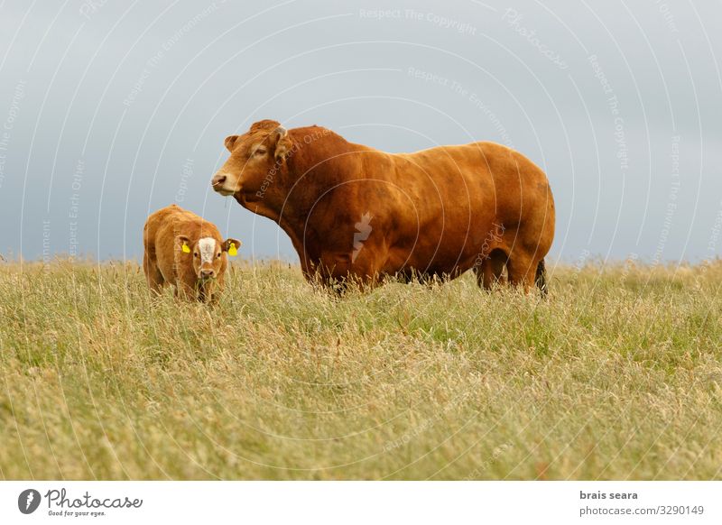 Stier und Kalb Lebensmittel Fleisch Essen Landwirtschaft Forstwirtschaft Industrie Familie & Verwandtschaft Natur Landschaft Tier Klimawandel Gras Wiese Feld