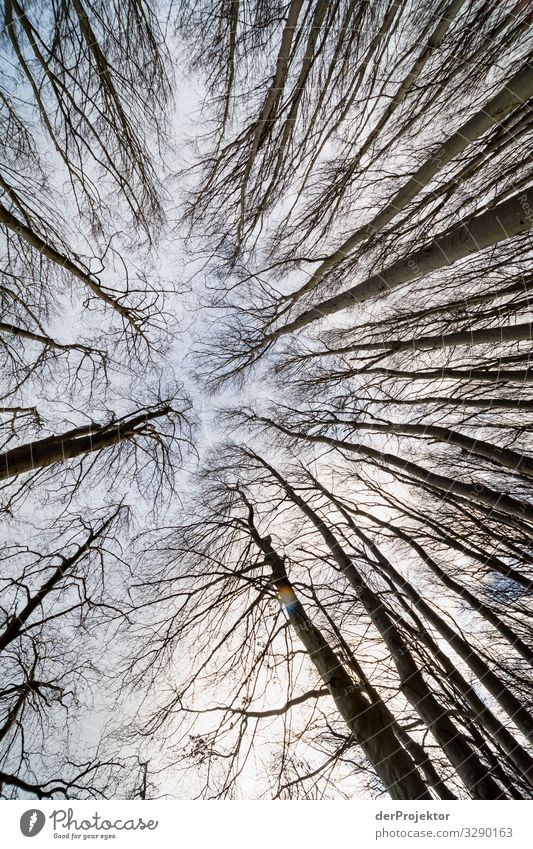 Blick in den winterlichen Himmel mit Bäumen auf Rügen II Panorama (Aussicht) Zentralperspektive Schwache Tiefenschärfe Kontrast Textfreiraum Mitte Tag Licht