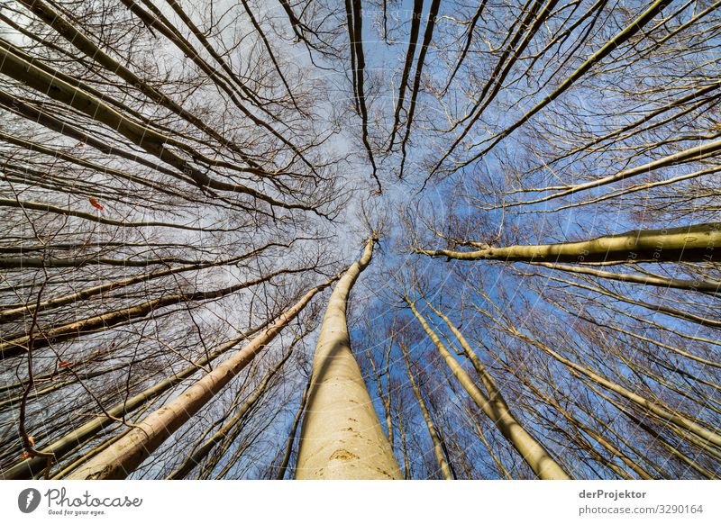 Buchenwald auf Rügen Ferien & Urlaub & Reisen Tourismus Ausflug Abenteuer Ferne Freiheit wandern Umwelt Natur Landschaft Pflanze Winter Schönes Wetter Baum Wald
