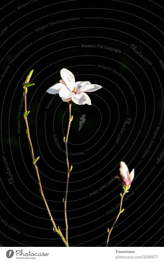 Magnolie zeigt drei Zustände Magnolienbaum Magnolienblüte Knospe Natur Blüte Frühling Magnoliengewächse weiß grün schwarz Blühend