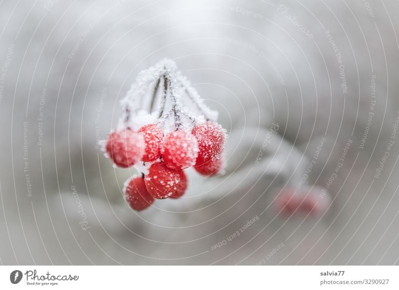 Frostbeeren Umwelt Natur Pflanze Winter Eis Schnee Sträucher Beerensträucher kalt grau rot weiß Raureif gefroren Farbfoto Außenaufnahme Nahaufnahme Menschenleer