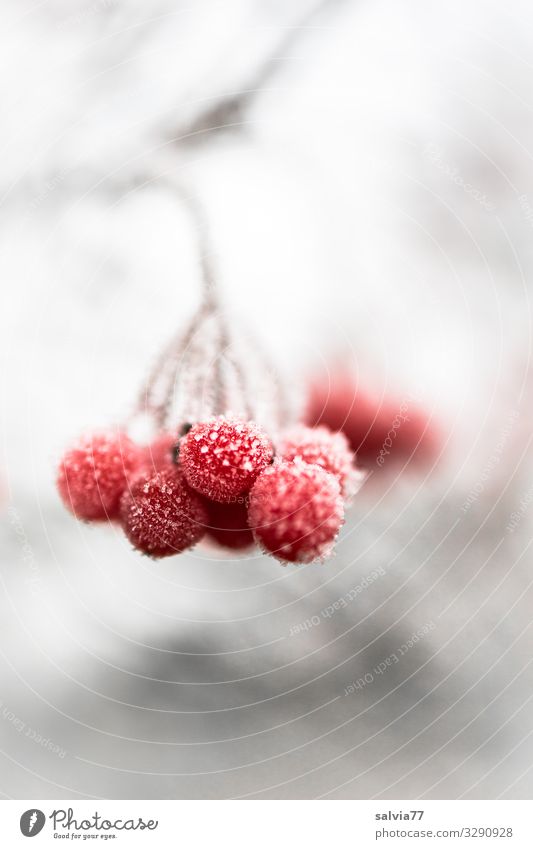 Eiszeit | Tiefgefroren Natur Winter Frost Schnee Pflanze Sträucher Zweig Beerenfruchtstand Frucht kalt rot weiß Raureif Farbfoto Außenaufnahme Makroaufnahme