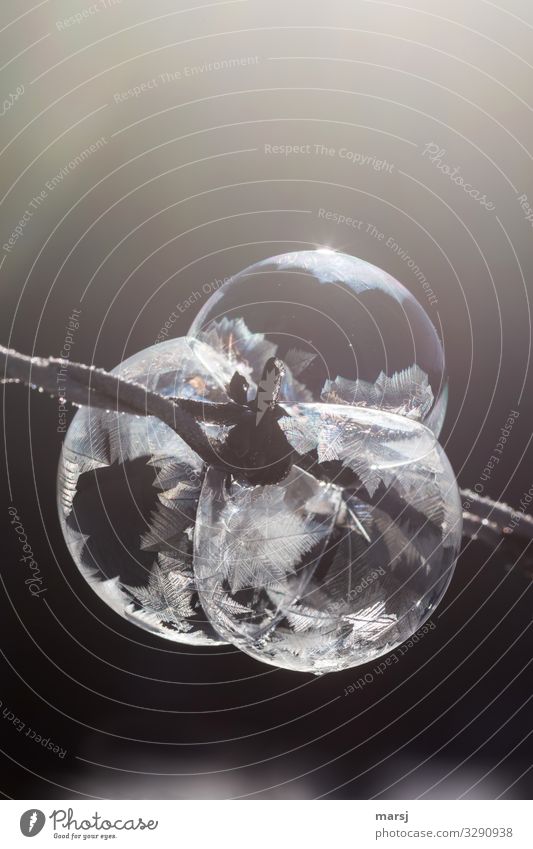 Ellbogengesellschaft Winter Eis Frost Eiskristall Stacheldraht Eisen Kristalle sportlich außergewöhnlich Zusammensein kalt Kraft Willensstärke Macht träumen