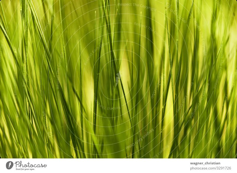 Grass Natur Pflanze grün Halm Linie abstrakt frisch Hintergrundbild Strukturen & Formen Farbfoto mehrfarbig Nahaufnahme Detailaufnahme Makroaufnahme