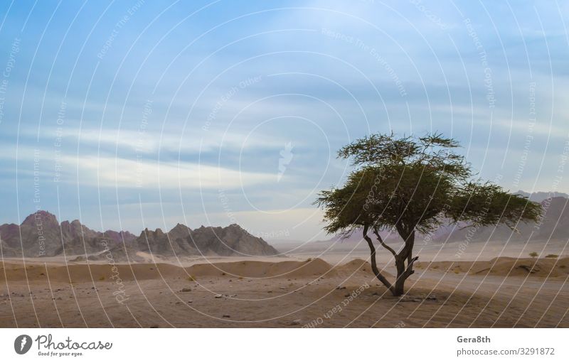 ein grüner Baum in der Wüste Ägyptens exotisch Ferien & Urlaub & Reisen Sommer Berge u. Gebirge Natur Pflanze Sand Himmel Wolken Horizont Blatt Felsen Stein