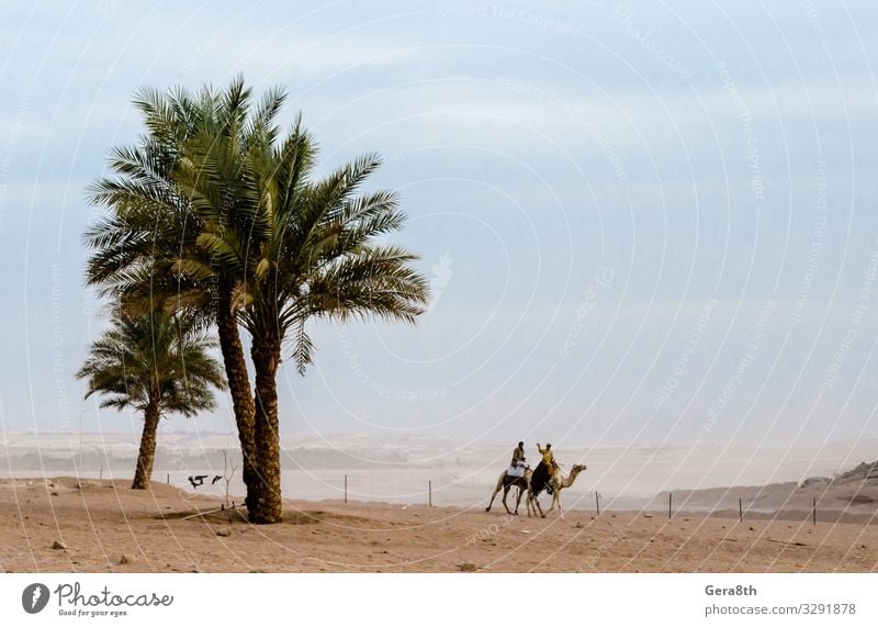 Menschen reiten Kamele in der Wüste Sharm El Sheikh Ägypten exotisch Ferien & Urlaub & Reisen Tourismus Ausflug Abenteuer Berge u. Gebirge Natur Landschaft Sand