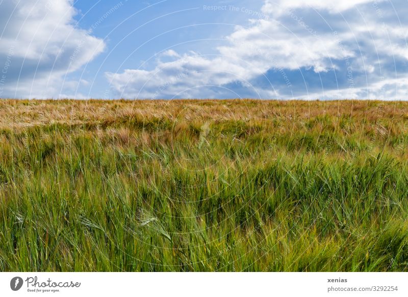 Kornfeld mit blauem Himmel Getreide Ernährung Bioprodukte Vegetarische Ernährung Landwirtschaft Forstwirtschaft Natur Landschaft Wolken Sommer Klima
