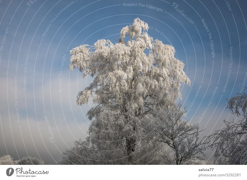 Winterstimmung Umwelt Natur Pflanze Himmel Wolken Sonne Klima Schönes Wetter Eis Frost Baum Sträucher Birke Park Wald kalt Stimmung Idylle ruhig Raureif