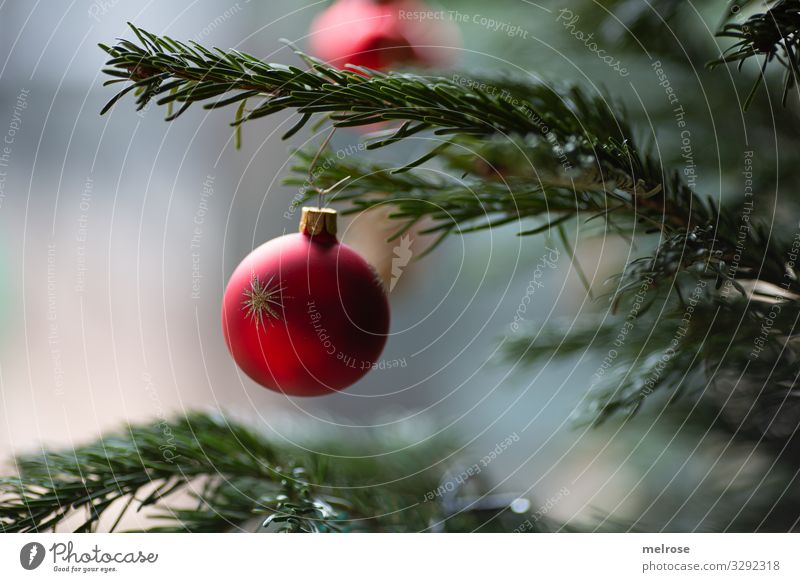 Christbaumkugel am Baum elegant Stil Feste & Feiern Weihnachten & Advent Sonnenlicht Winter Pflanze Weihnachtsbaum Zweige u. Äste Dekoration & Verzierung