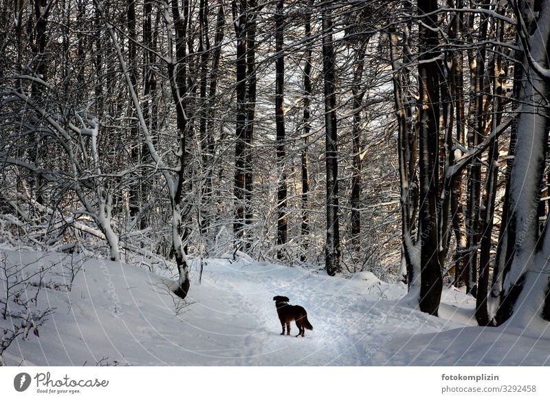 Hund im Winterwald Winterstimmung Schneelandschaft Wanderausflug Spaziergang Waldspaziergang Waldstimmung Wege & Pfade Haustier Wegweiser Wintertag Haushund