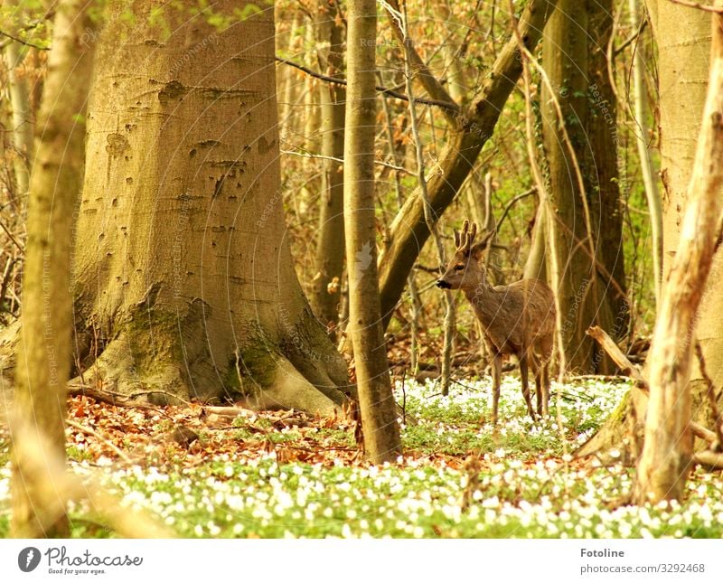 Bambi Umwelt Natur Landschaft Pflanze Tier Urelemente Erde Frühling Schönes Wetter Baum Blume Wald Wildtier Fell 1 hell nah natürlich Wärme braun grün weiß Reh
