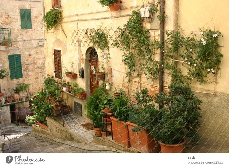 Hauseingang Häusliches Leben Garten Pflanze Blume Sträucher Kleinstadt Gebäude Tür stehen alt authentisch Klischee Italien Toskana Eingang Europa grün