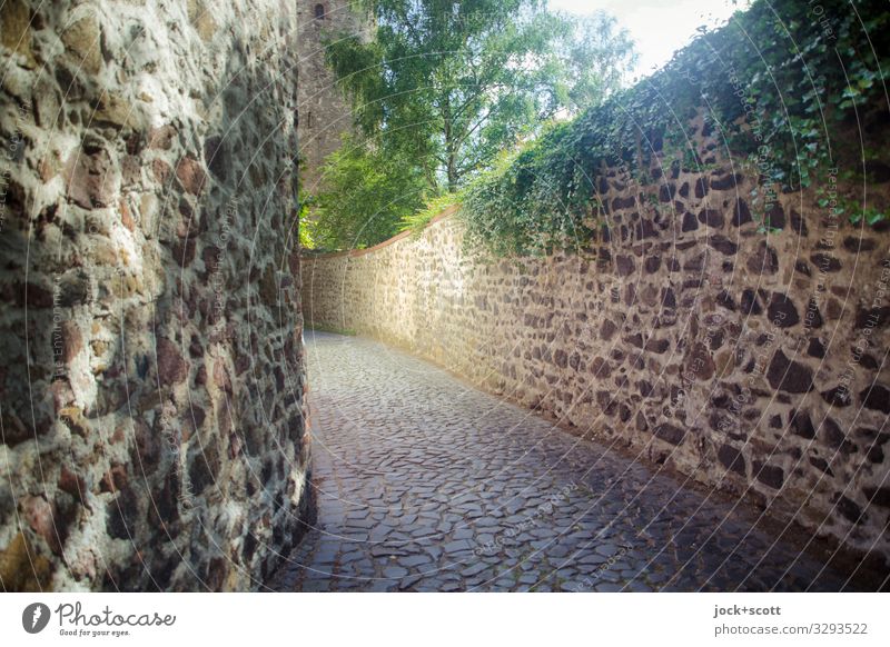 Mauer des Schweigens Architektur Weltkulturerbe Baum Efeu Altstadt authentisch historisch lang Inspiration Qualität Stil Tradition Vergangenheit Altertum