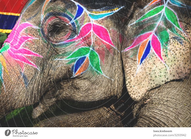 Holi elephant at Elephant Festival in Jaipur, Rajasthan, India Design Ferien & Urlaub & Reisen Veranstaltung Kultur Tier Tiergesicht 1 Feste & Feiern exotisch